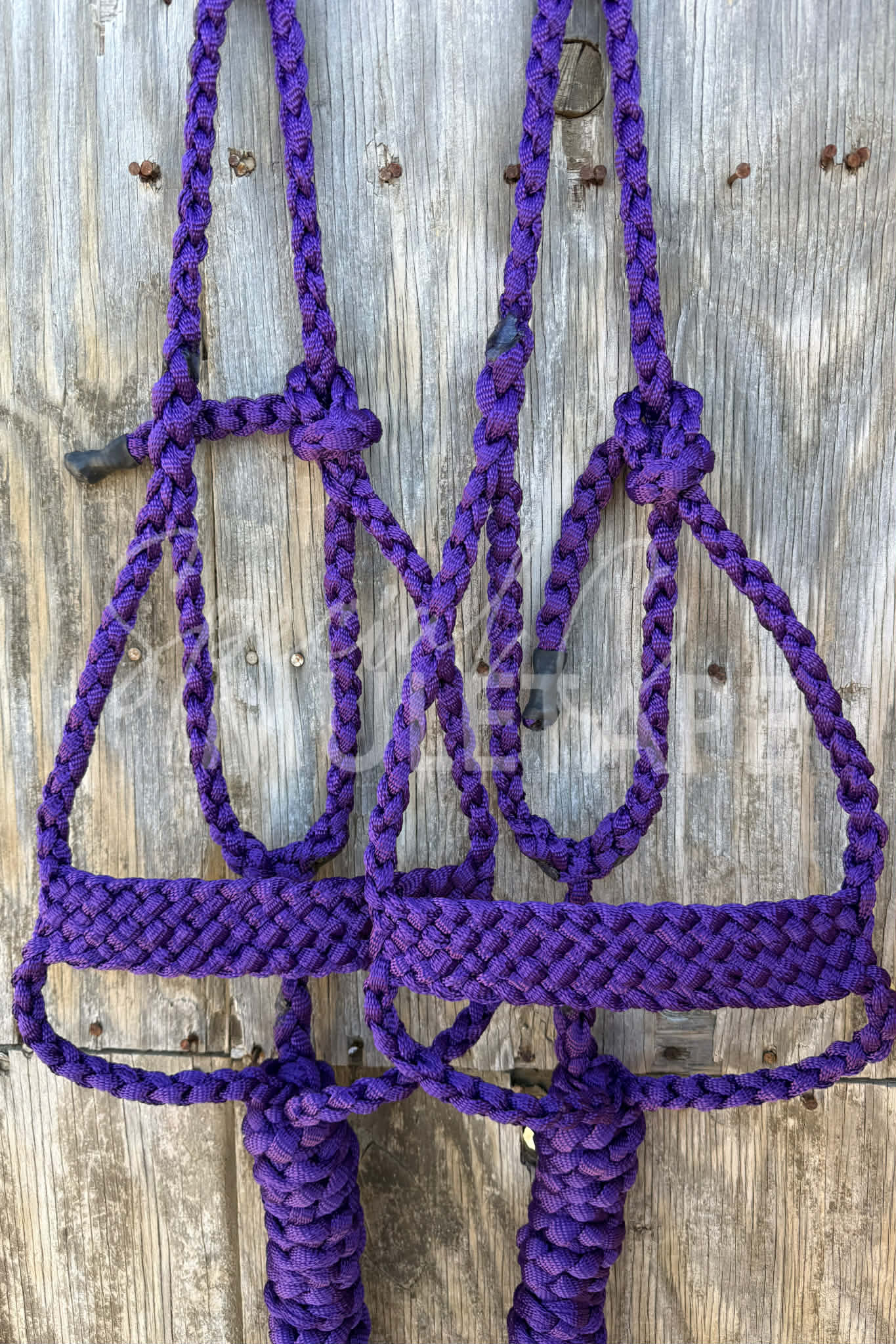 Royal Purple Brute