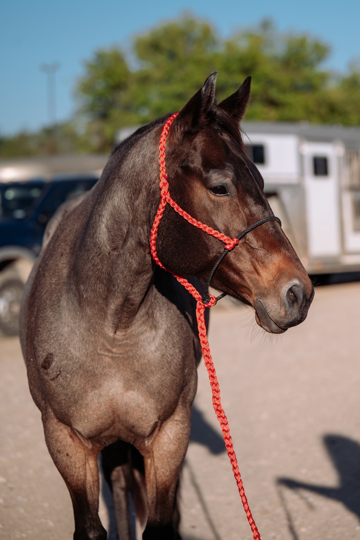 CUSTOM Lariat Halter
