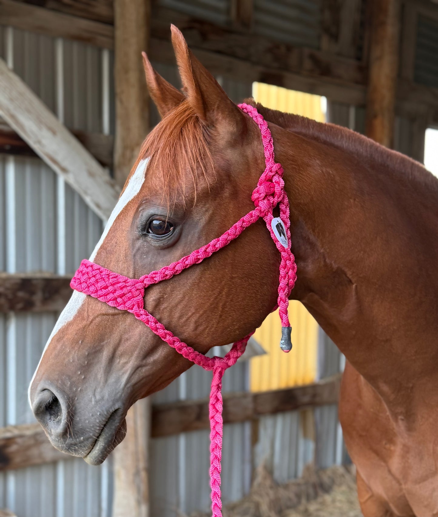 **NEW**Fuchsia Brute