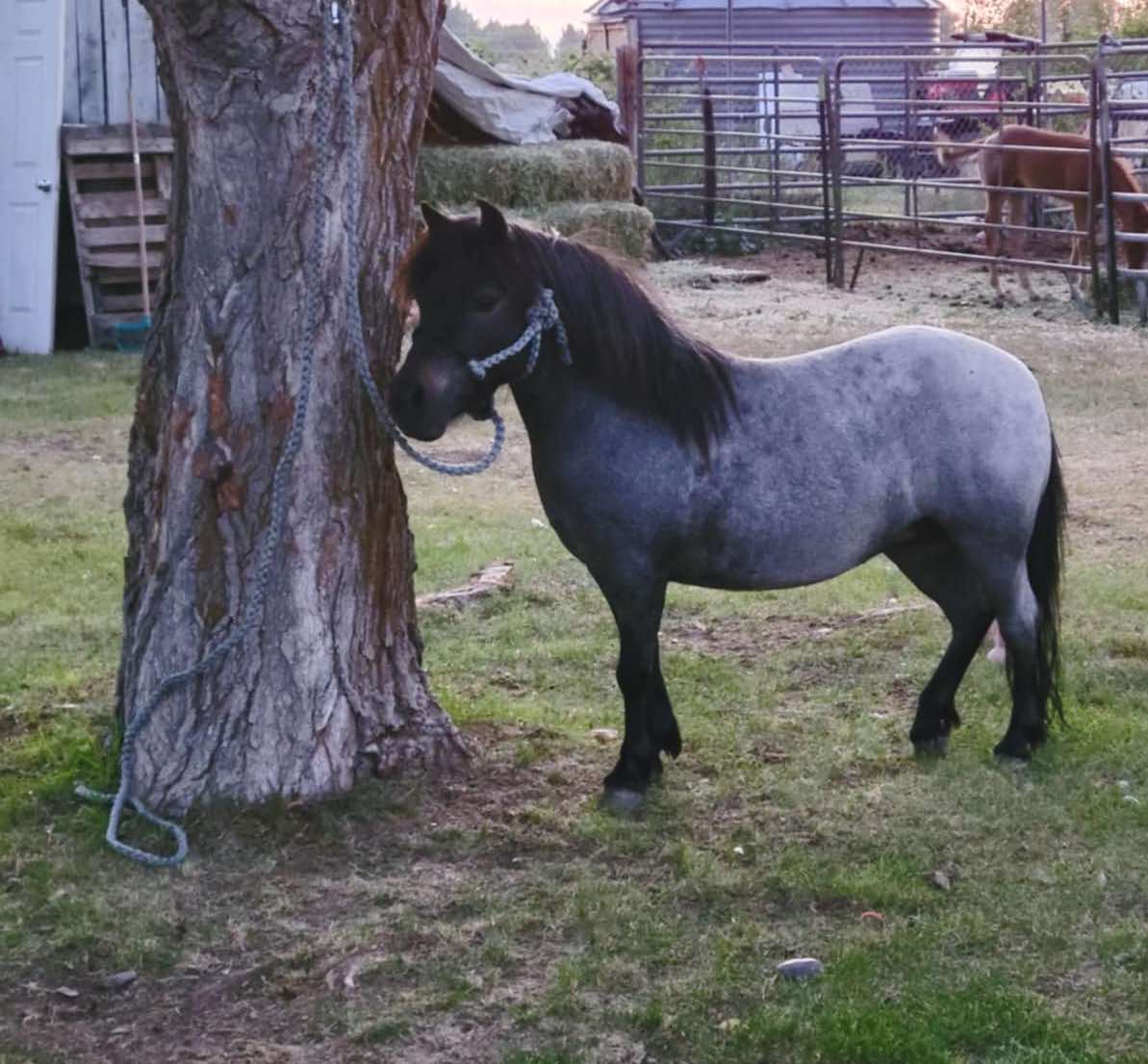 CUSTOM Mini Lariat Halter