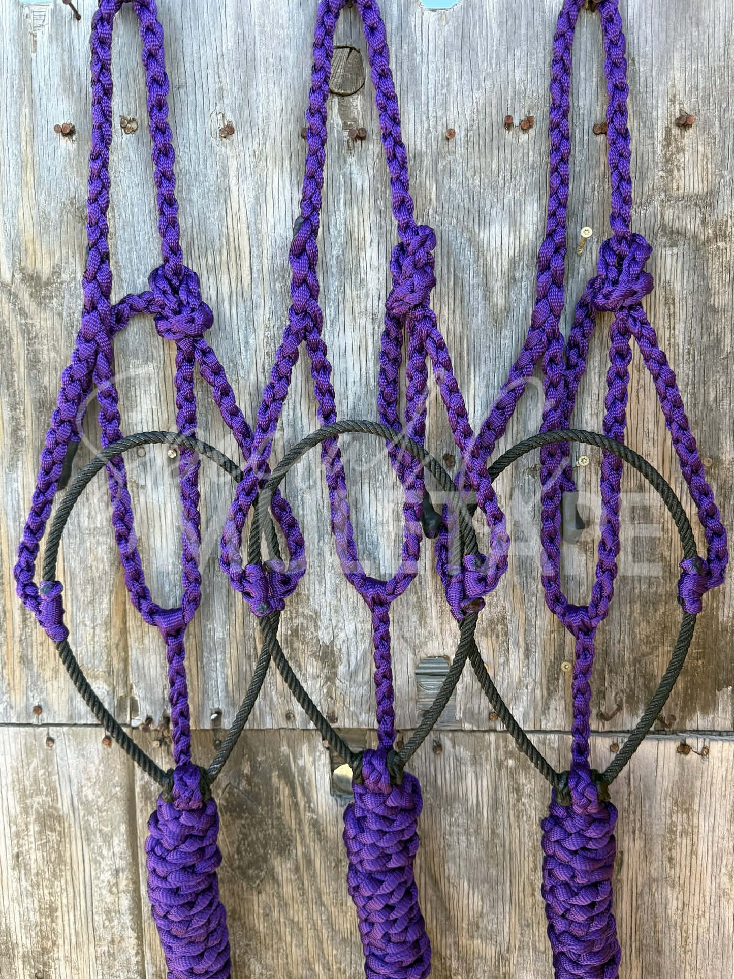 Royal Purple Lariat Halter