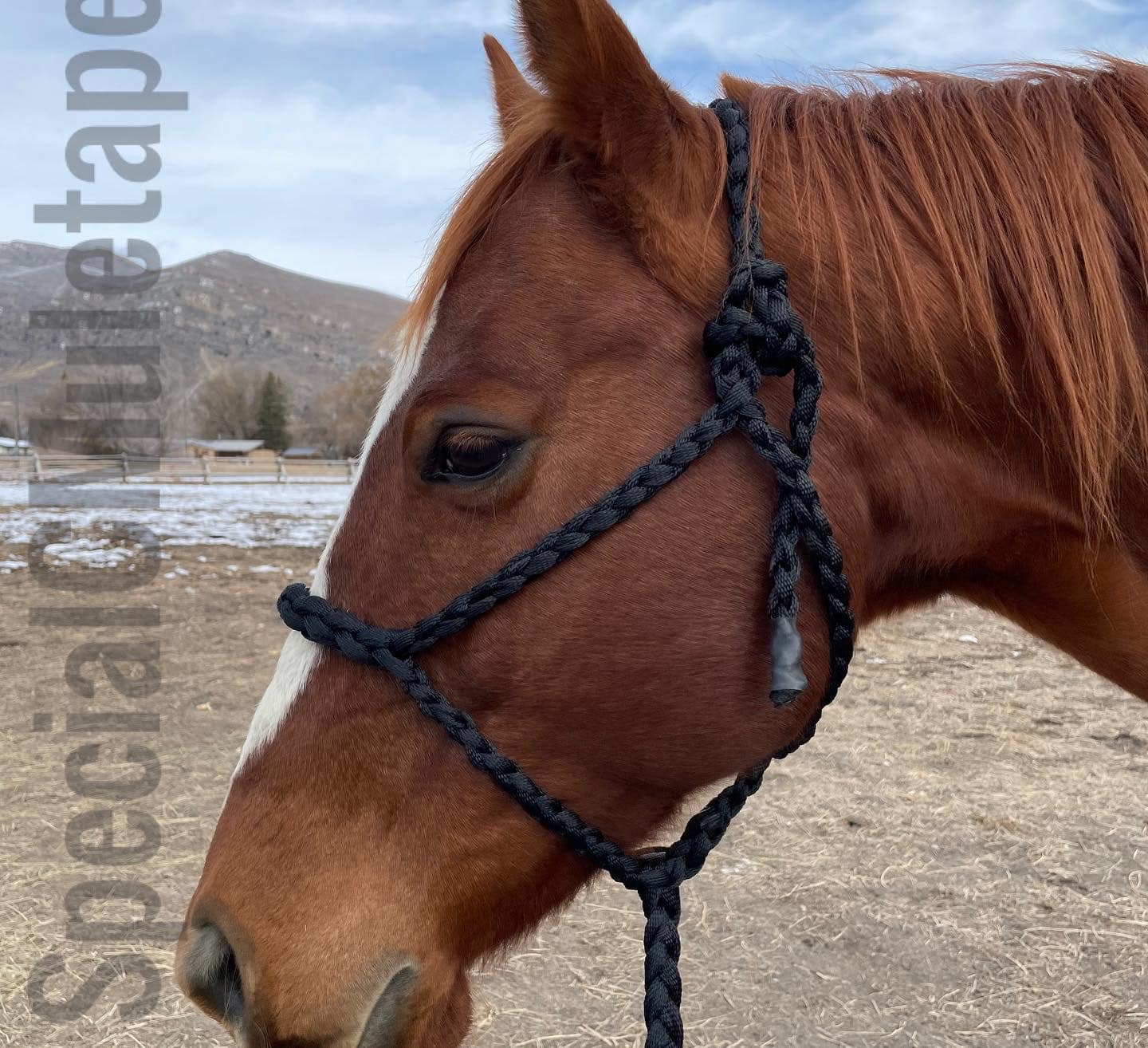 CUSTOM Rolled Halter