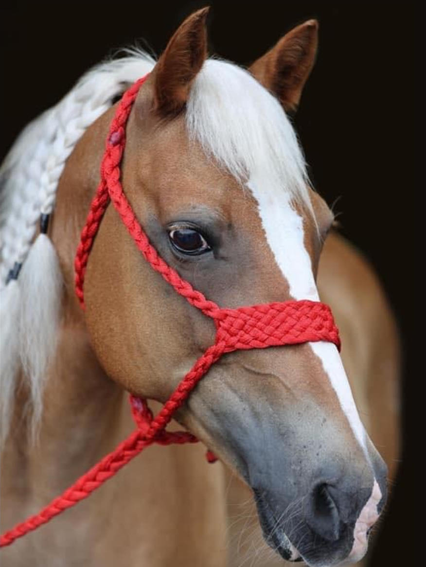 CUSTOM Brute Halter