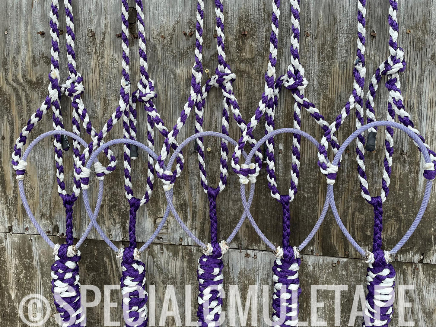 Royal Purple & White Lariat Halter w/ Lavendar Noseband