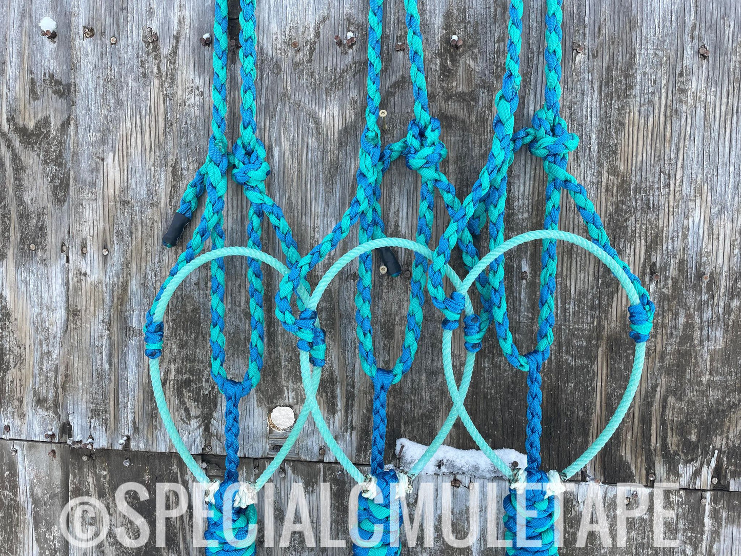 Teal & Royal Blue Lariat Halter w/ Teal Noseband