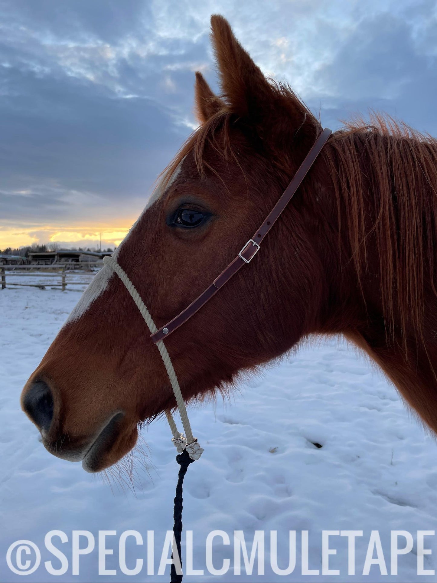 Tiedown w/ Tan Noseband