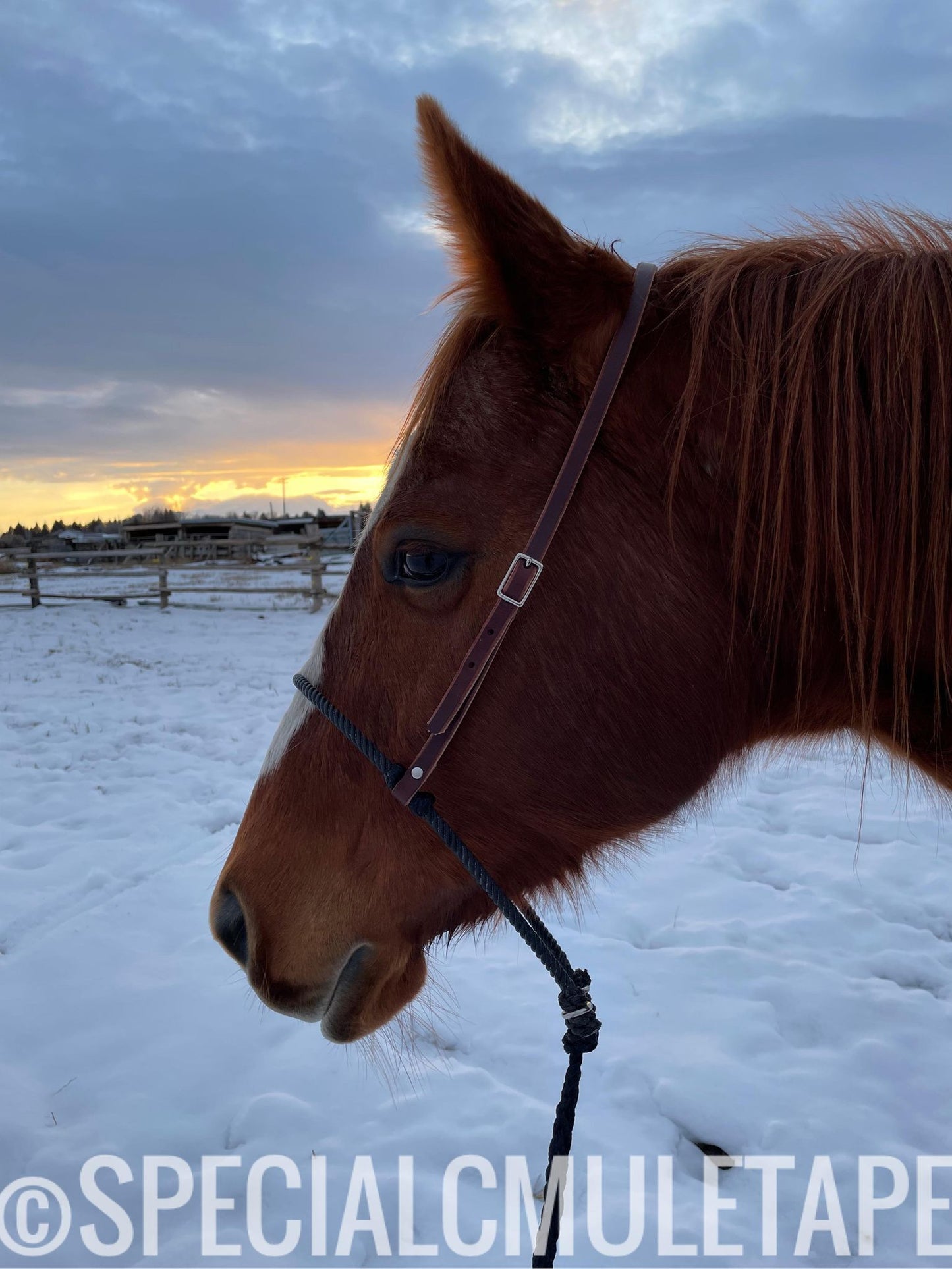 Tiedown w/ Black Noseband