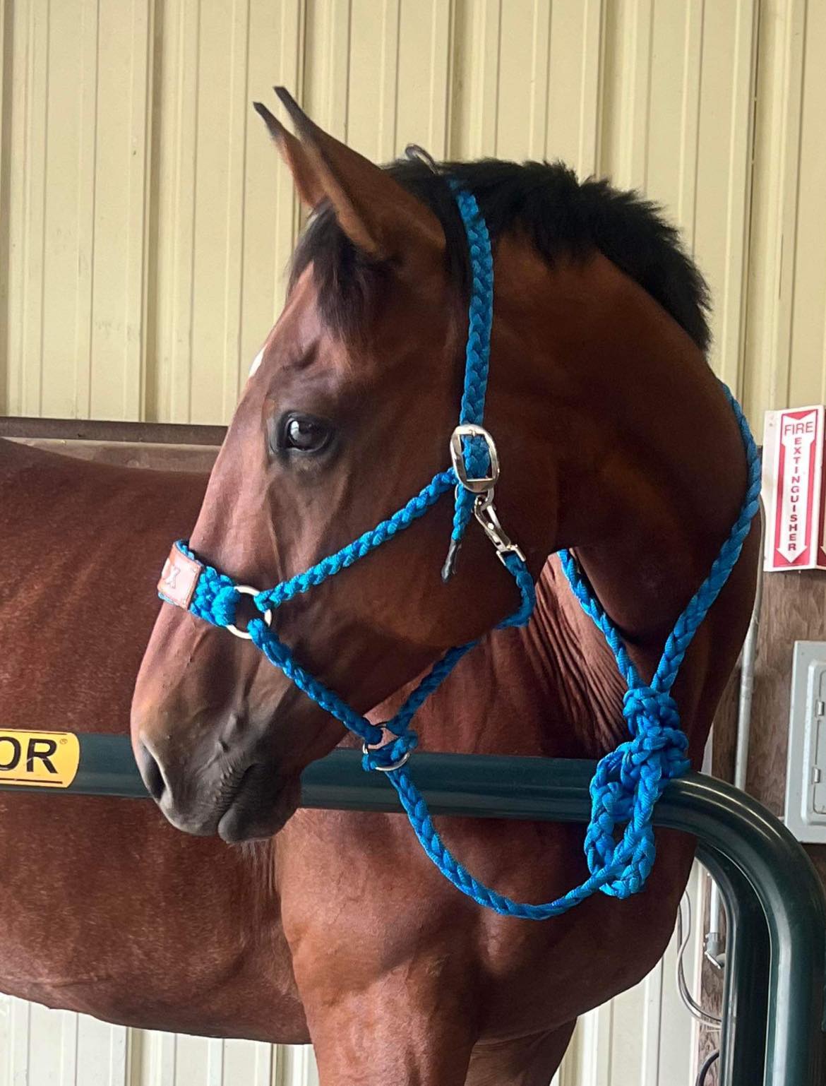 Cross Tie Halter