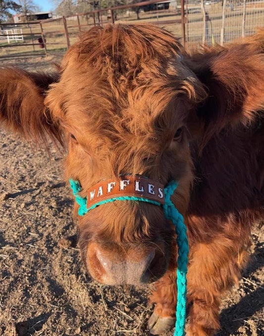 CUSTOM Cow Halter