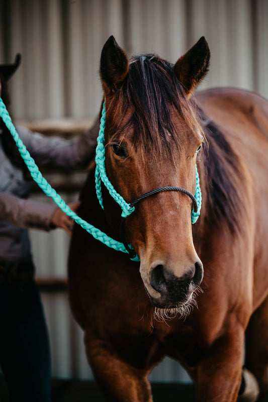 CUSTOM Lariat Halter