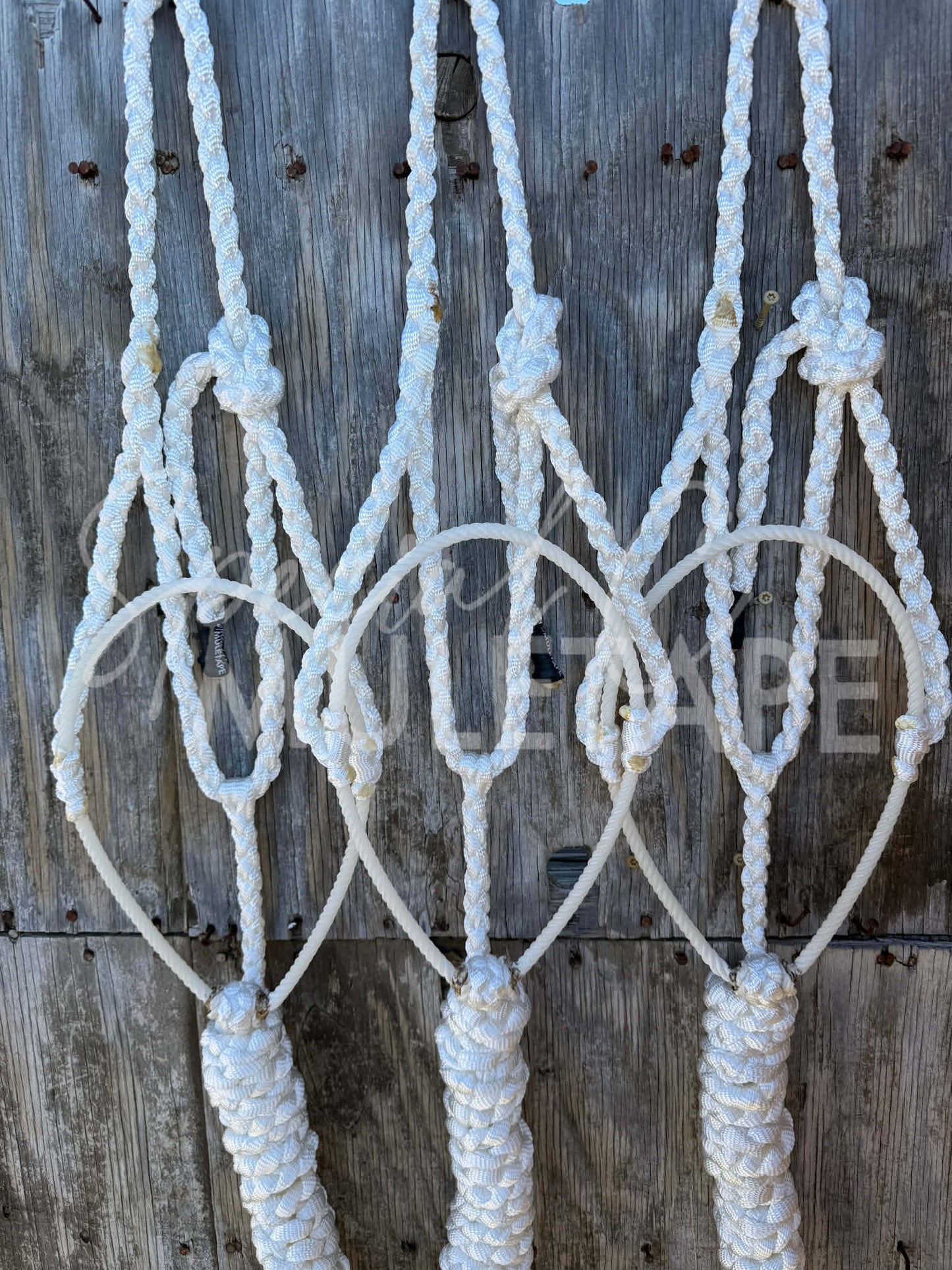 Color Matched White Lariat Halter