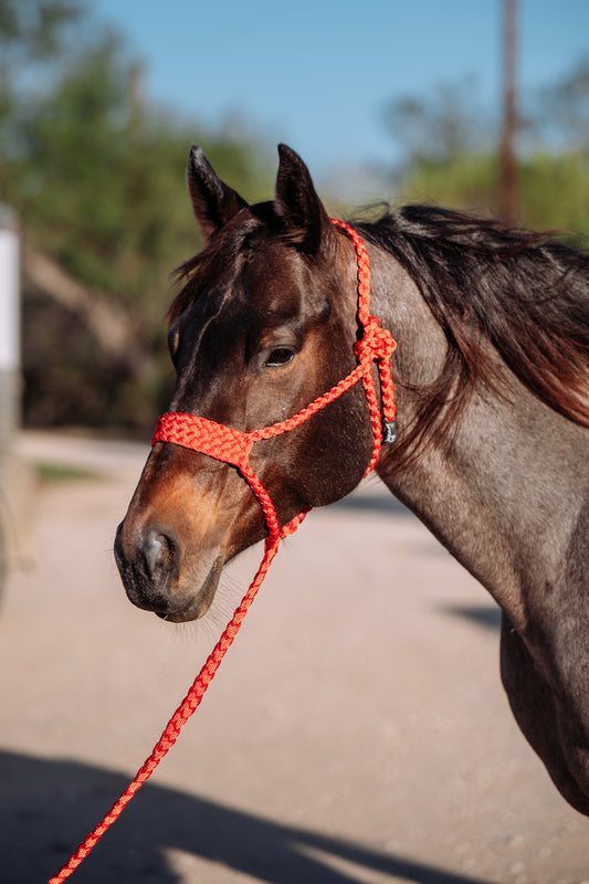 CUSTOM Brute Halter