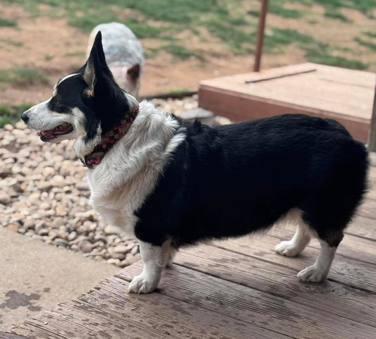 CUSTOM Muletape Dog Collar