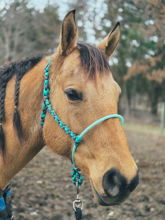 CUSTOM Lariat Halter w/ NO LEADROPE