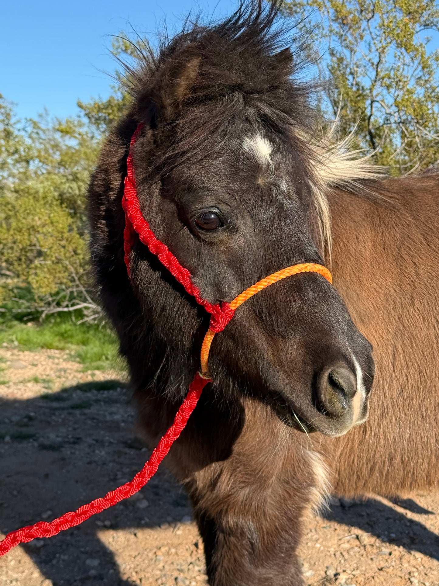 CUSTOM Mini Lariat Halter